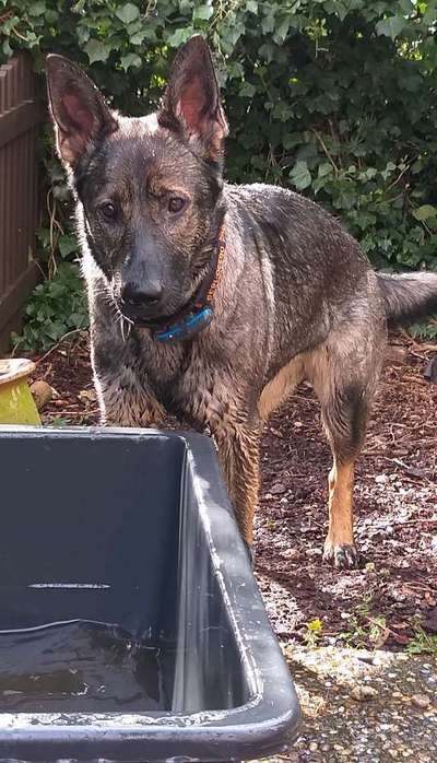 Dogorama Photo Challenge - Der Frühling kommt-Beitrag-Bild