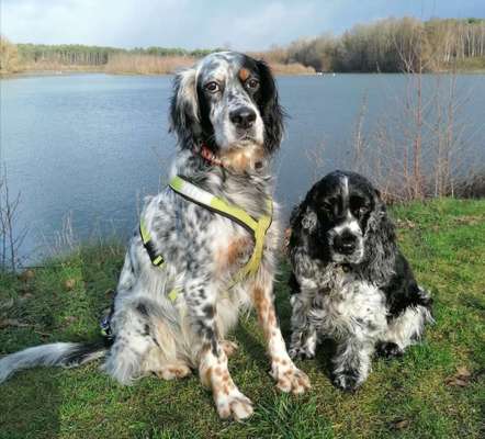 Englisch Setter?-Beitrag-Bild