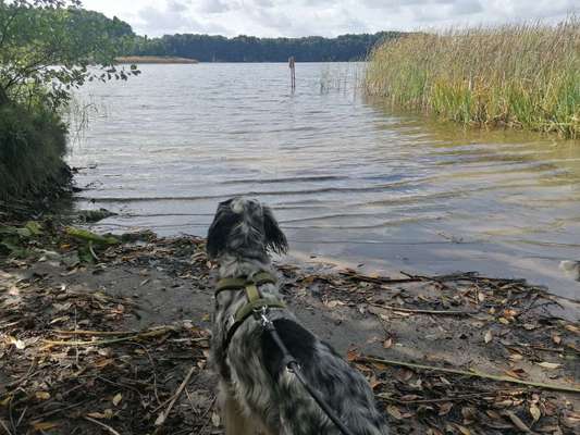 Hundeauslaufgebiet-Ferienpark Mirow-Bild