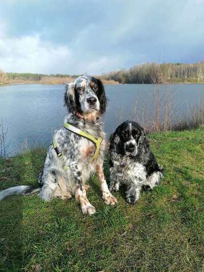 Irisch setter-Beitrag-Bild