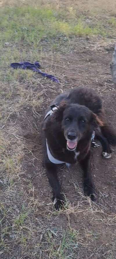 Tierschutzhunde suchen ein Zuhause-Beitrag-Bild