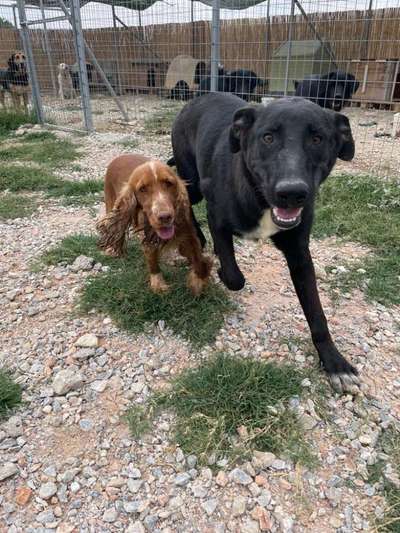 Tierschutzhunde suchen ein Zuhause-Beitrag-Bild