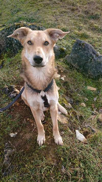 Tierschutzhunde suchen ein Zuhause-Beitrag-Bild