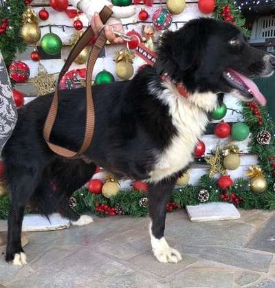 Tierschutzhunde suchen ein Zuhause-Beitrag-Bild