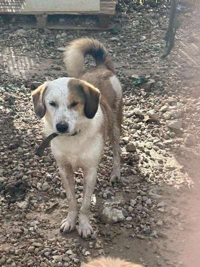 Tierschutzhunde suchen ein Zuhause-Beitrag-Bild