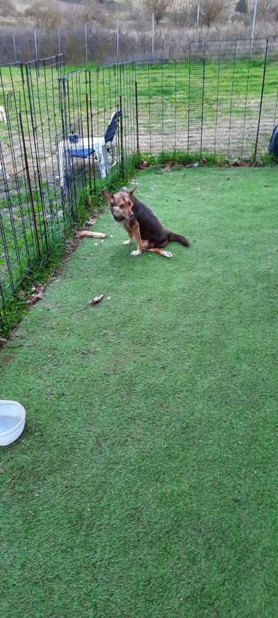 Tierschutzhunde suchen ein Zuhause-Beitrag-Bild