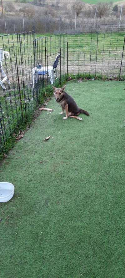 Tierschutzhunde suchen ein Zuhause-Beitrag-Bild