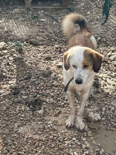 Tierschutzhunde suchen ein Zuhause-Beitrag-Bild