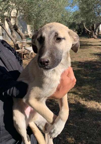 Tierschutzhunde suchen ein Zuhause-Beitrag-Bild