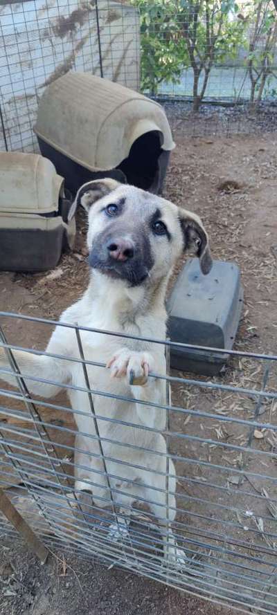 Tierschutzhunde suchen ein Zuhause-Beitrag-Bild