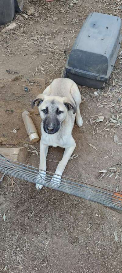 Tierschutzhunde suchen ein Zuhause-Beitrag-Bild