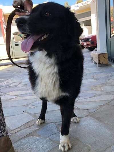 Tierschutzhunde suchen ein Zuhause-Beitrag-Bild