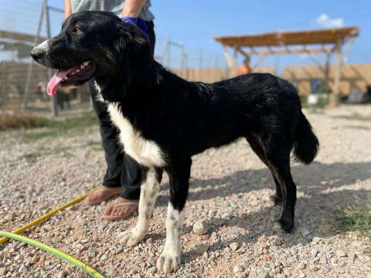 Tierschutzhunde suchen ein Zuhause-Beitrag-Bild