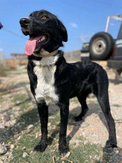 Tierschutzhunde suchen ein Zuhause-Beitrag-Bild
