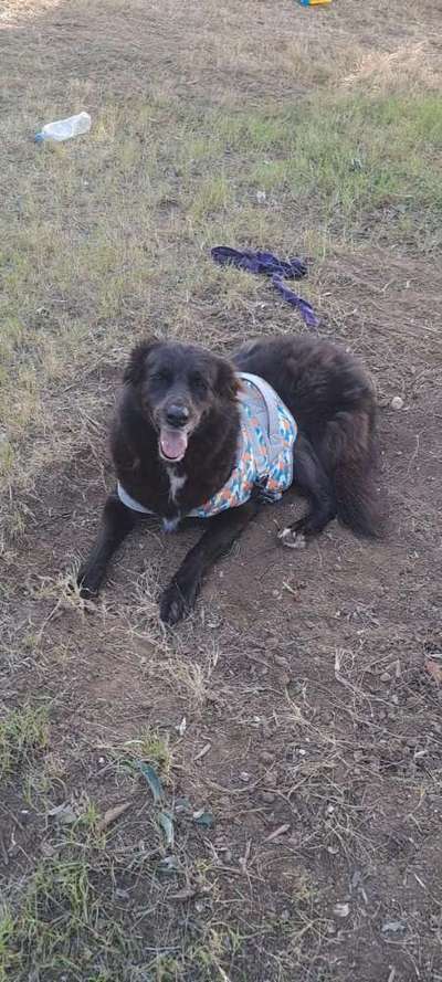 Tierschutzhunde suchen ein Zuhause-Beitrag-Bild