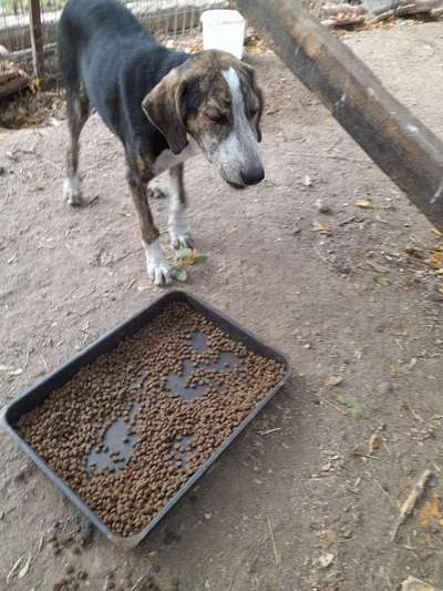 Tierschutzhunde suchen ein Zuhause-Beitrag-Bild