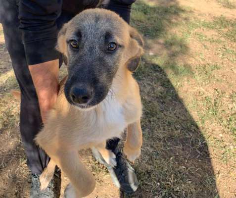 Tierschutzhunde suchen ein Zuhause-Beitrag-Bild