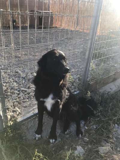 Tierschutzhunde suchen ein Zuhause-Beitrag-Bild