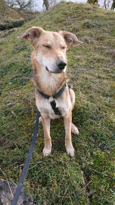 Tierschutzhunde suchen ein Zuhause-Beitrag-Bild