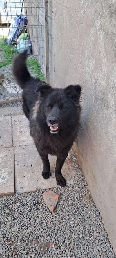 Tierschutzhunde suchen ein Zuhause-Beitrag-Bild