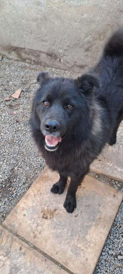 Tierschutzhunde suchen ein Zuhause-Beitrag-Bild