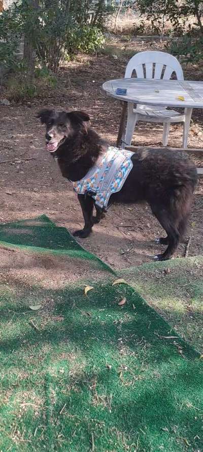 Tierschutzhunde suchen ein Zuhause-Beitrag-Bild