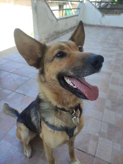 Tierschutzhunde suchen ein Zuhause-Beitrag-Bild