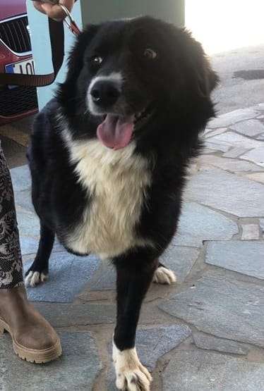 Tierschutzhunde suchen ein Zuhause-Beitrag-Bild