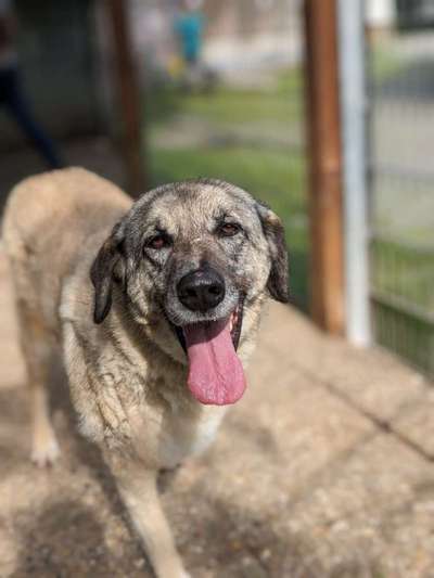 Tierschutzhunde suchen ein Zuhause-Beitrag-Bild