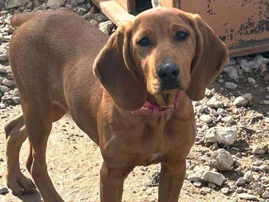 Tierschutzhunde suchen ein Zuhause-Beitrag-Bild