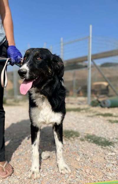 Tierschutzhunde suchen ein Zuhause-Beitrag-Bild