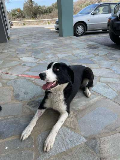 Tierschutzhunde suchen ein Zuhause-Beitrag-Bild