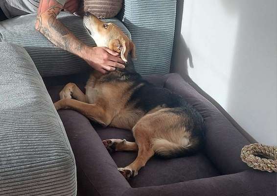 Tierschutzhunde suchen ein Zuhause-Beitrag-Bild