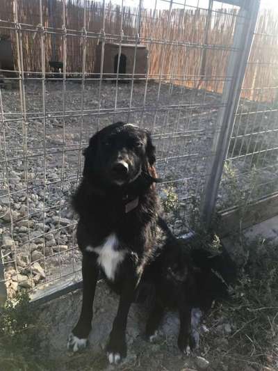 Tierschutzhunde suchen ein Zuhause-Beitrag-Bild