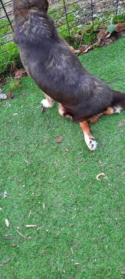 Tierschutzhunde suchen ein Zuhause-Beitrag-Bild