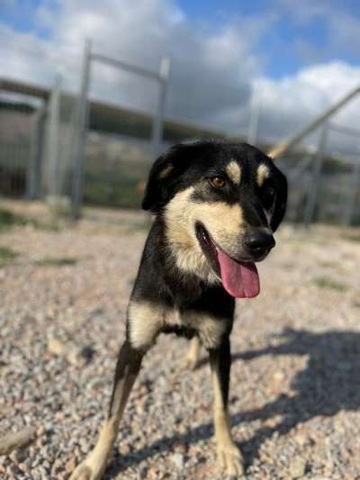 Tierschutzhunde suchen ein Zuhause-Beitrag-Bild