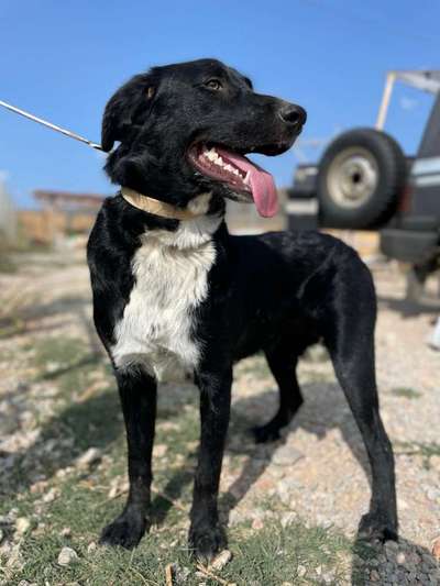 Tierschutzhunde suchen ein Zuhause-Beitrag-Bild