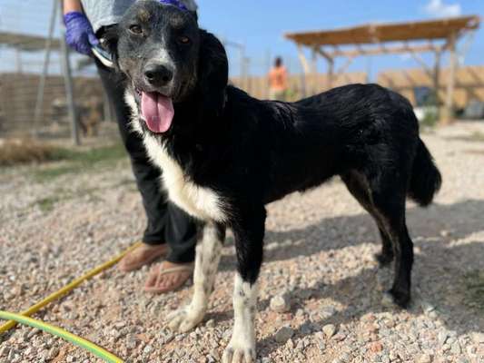 Tierschutzhunde suchen ein Zuhause-Beitrag-Bild
