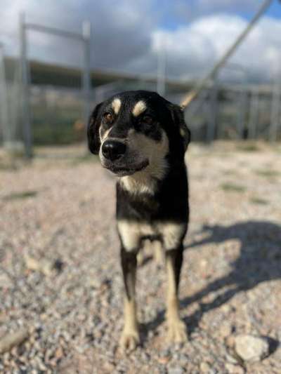 Tierschutzhunde suchen ein Zuhause-Beitrag-Bild