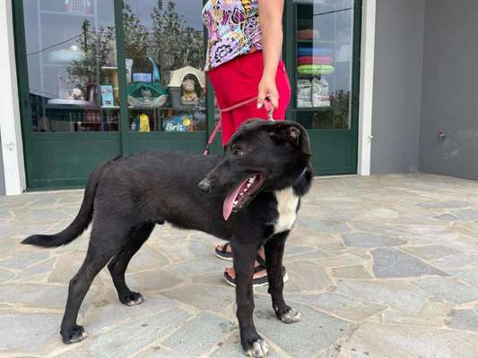 Tierschutzhunde suchen ein Zuhause-Beitrag-Bild
