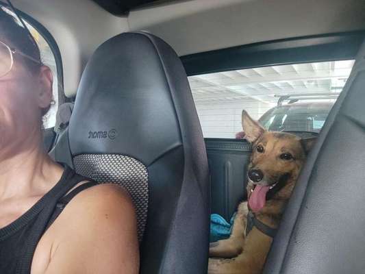 Tierschutzhunde suchen ein Zuhause-Beitrag-Bild