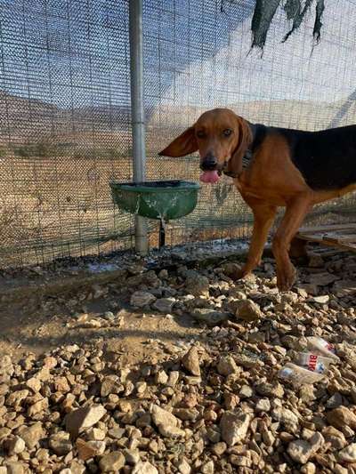 Tierschutzhunde suchen ein Zuhause-Beitrag-Bild