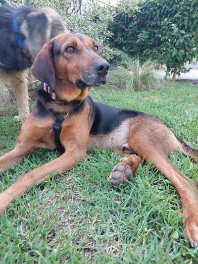 Tierschutzhunde suchen ein Zuhause-Beitrag-Bild