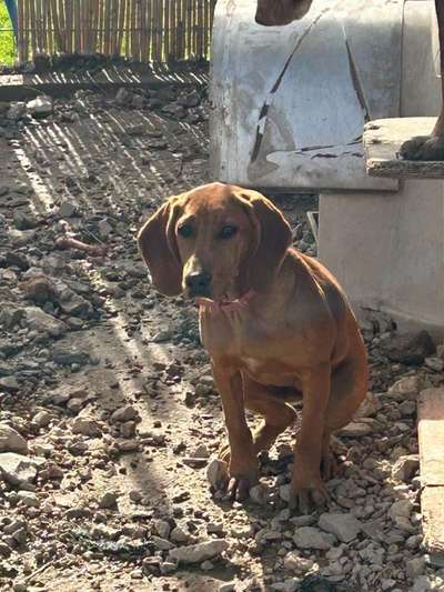 Tierschutzhunde suchen ein Zuhause-Beitrag-Bild