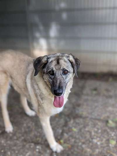 Tierschutzhunde suchen ein Zuhause-Beitrag-Bild