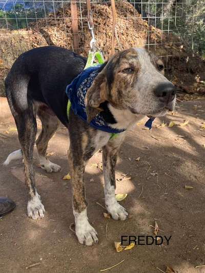 Tierschutzhunde suchen ein Zuhause-Beitrag-Bild