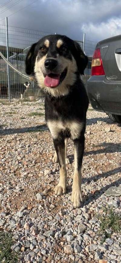 Tierschutzhunde suchen ein Zuhause-Beitrag-Bild