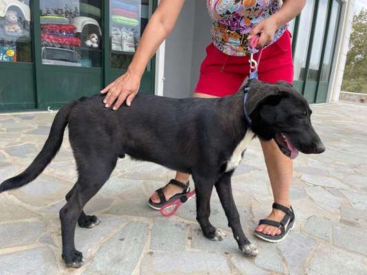 Tierschutzhunde suchen ein Zuhause-Beitrag-Bild