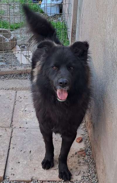 Tierschutzhunde suchen ein Zuhause-Beitrag-Bild