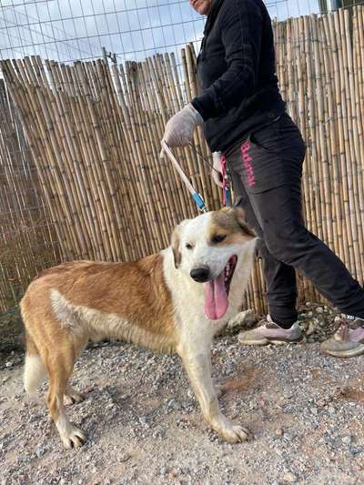 Tierschutzhunde suchen ein Zuhause-Beitrag-Bild